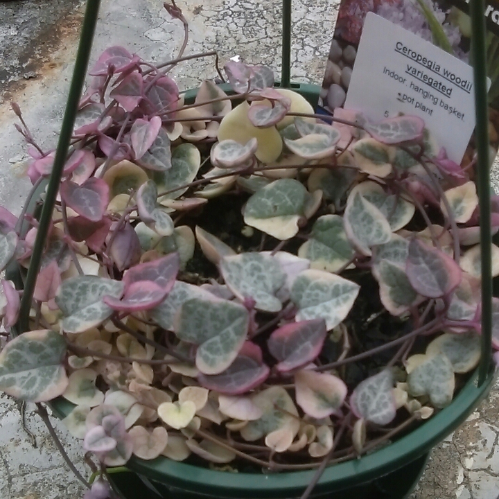 plant image 341942