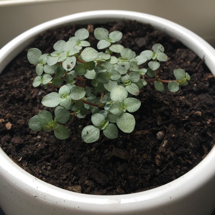 Plant image Pilea Glauca 'Silver Sprinkles' syn. Pilea libanensis 'Silver Sprinkles'