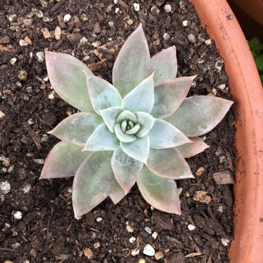 Echeveria Silver Queen