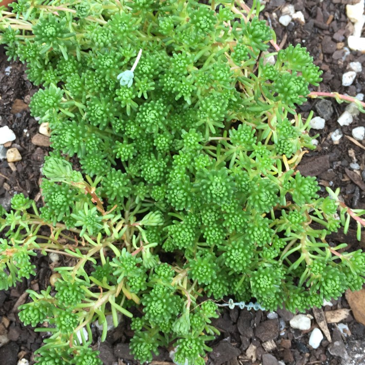 Plant image Sedum lydium