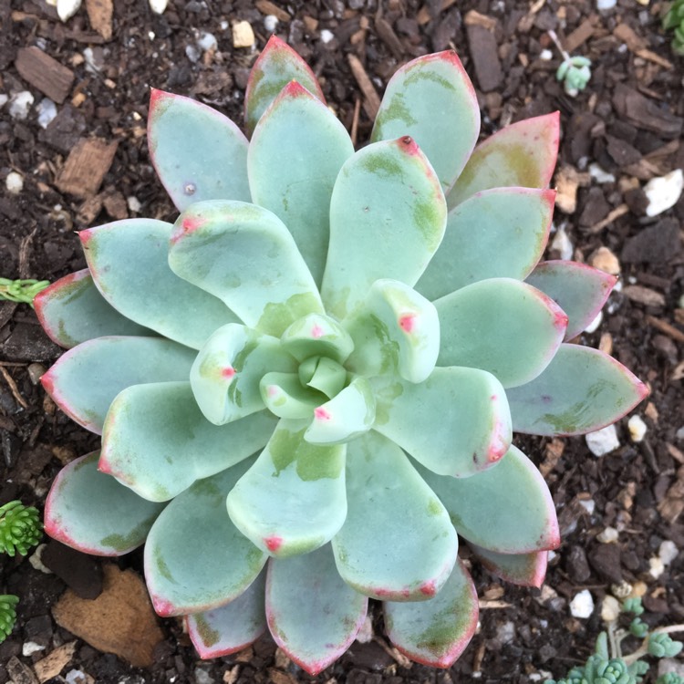 Plant image Echeveria Cleone