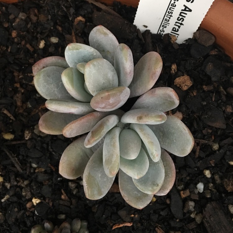 Plant image xGraptoveria Snow Peach