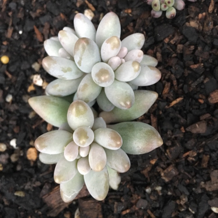 Plant image Pachyphytum machucae