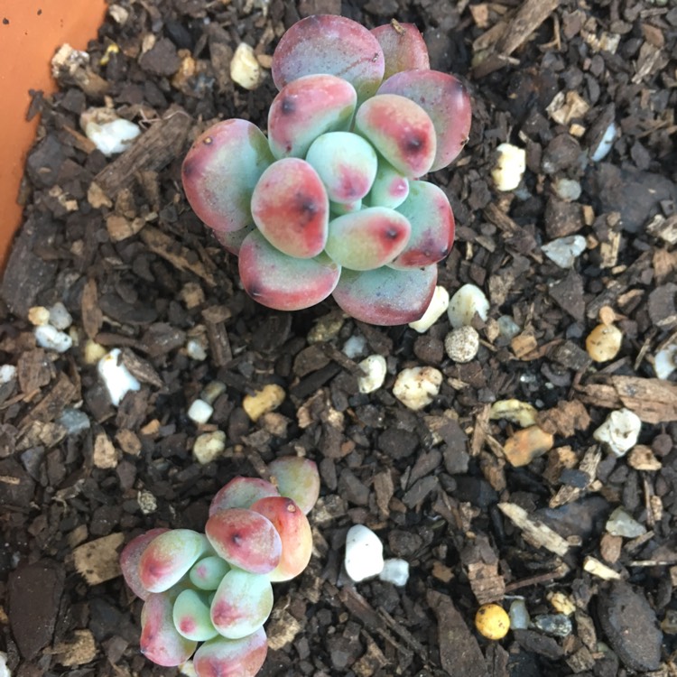 Plant image Sedum Commixtum