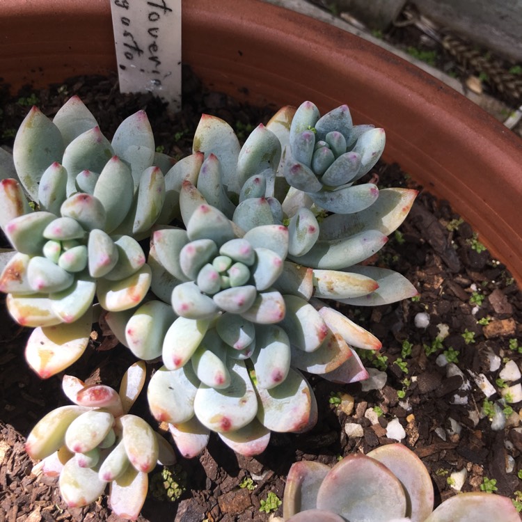 Plant image x Pachyveria Augusta