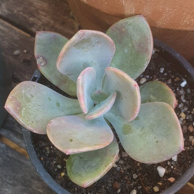 Plant image x Pachyveria 'Blue Tongue' syn. Graptoveria 'Blue Tongue'