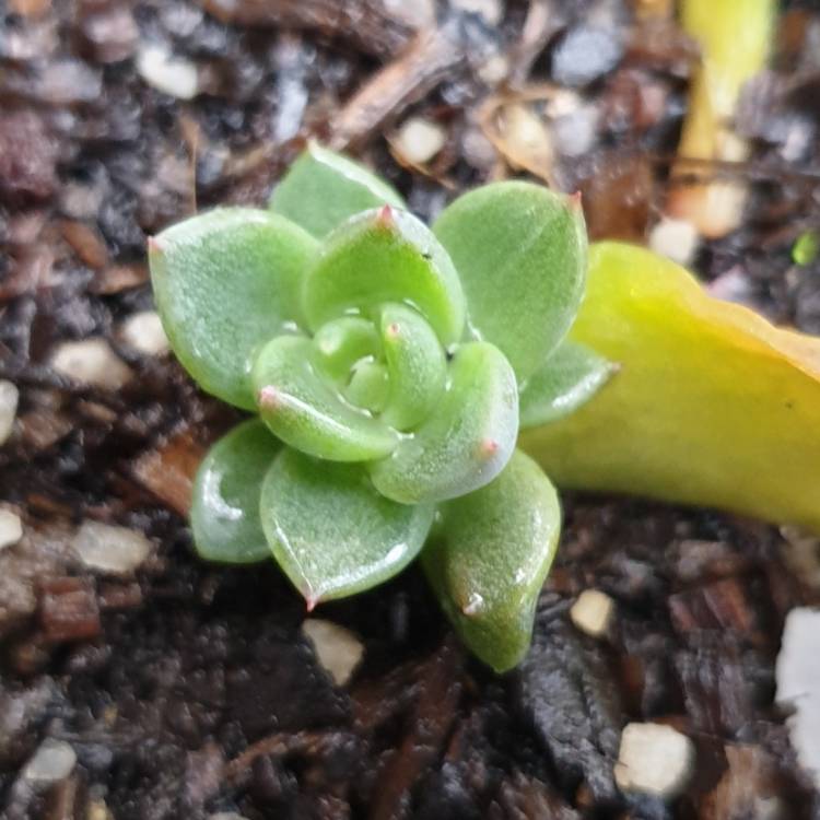 Plant image Echeveria Peacocki x Setosa