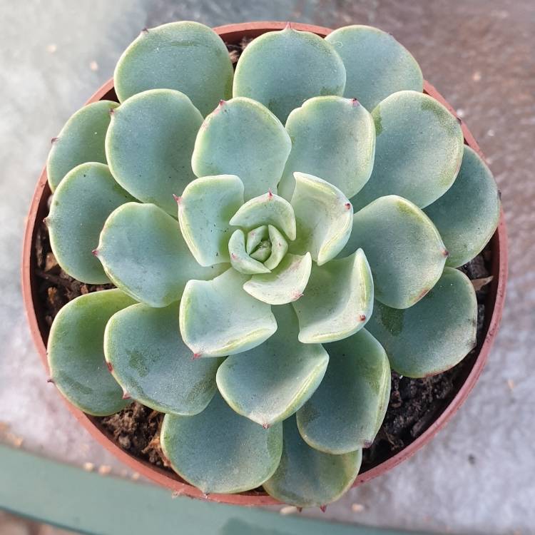 Plant image Echeveria Lara