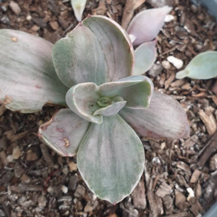 Plant image Echeveria Decora