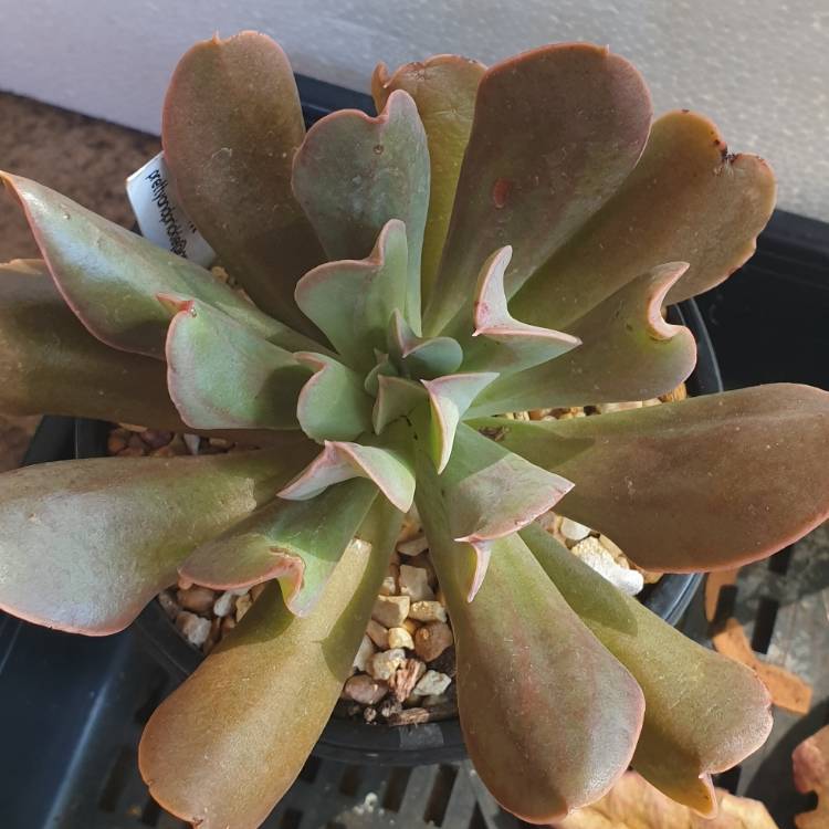 Plant image Echeveria Dark Hawk