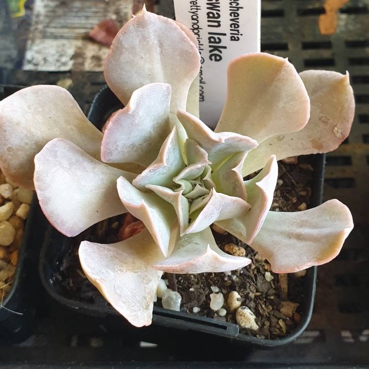 Plant image Echeveria Doppler