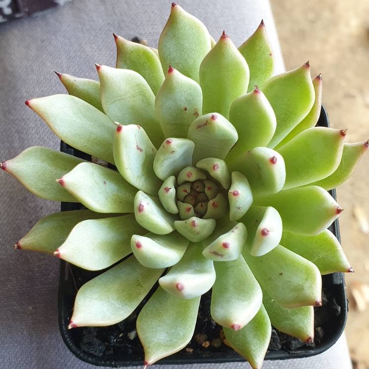 Plant image Echeveria Cuspidata var. Zaragozae