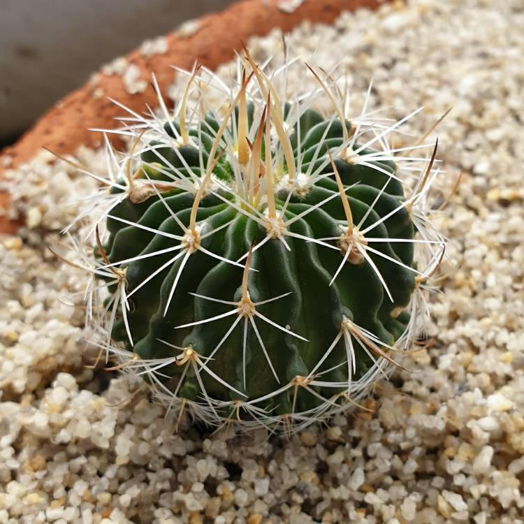 Plant image Stenocactus  syn. Echinofossulocactus