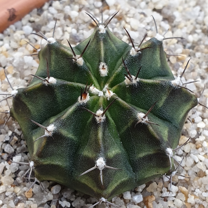 Plant image Gymnocalycium mihanovichii