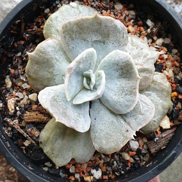 Plant image Echeveria Lilacina Monstrose