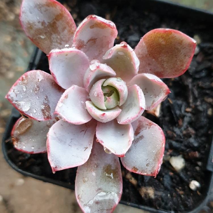 Plant image Echeveria Hera