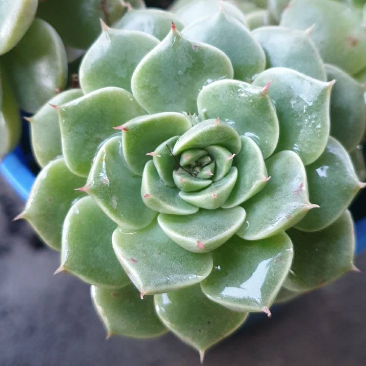 Plant image xGraptoveria Margarete Reppin