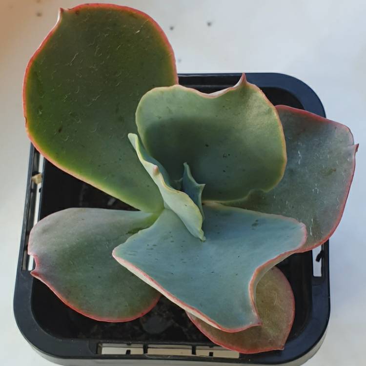 Plant image Echeveria Barbillion