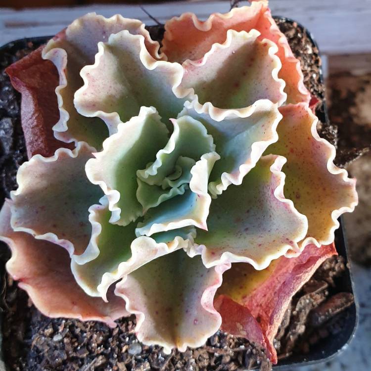 Plant image Echeveria Paradisian Surprise