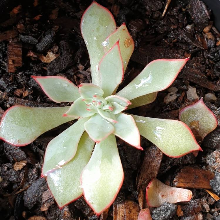 Plant image Echeveria Strictiflora