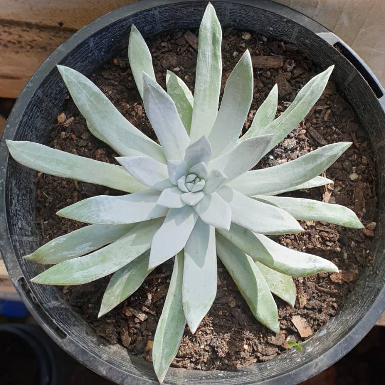 Plant image Dudleya  candida