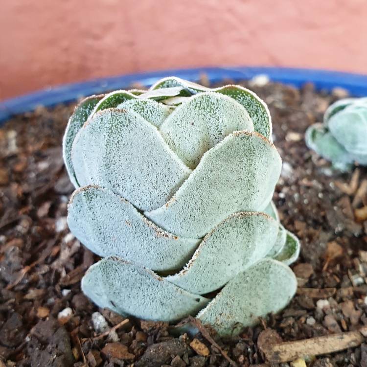 Plant image Crassula pangolin