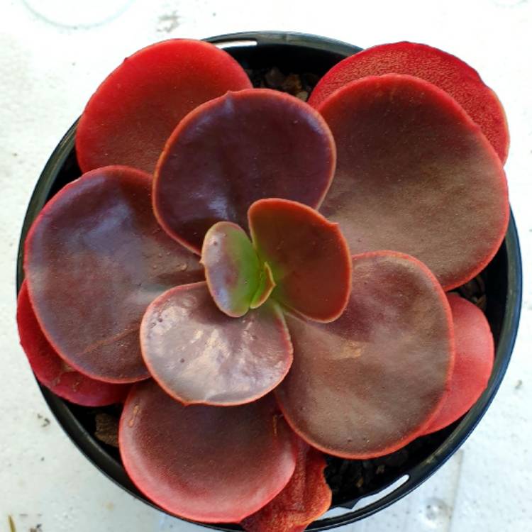 Plant image Echeveria Mahogany Rose