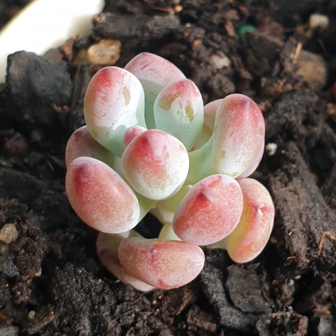 Plant image Sedum Commixtum