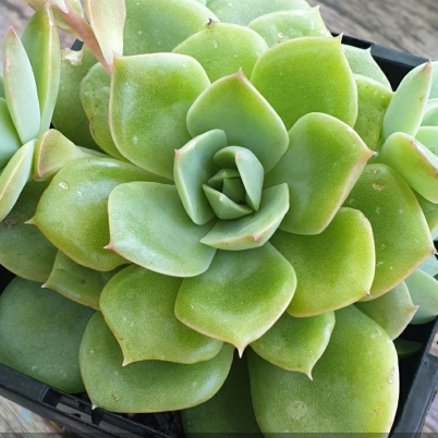 Plant image Echeveria Lemon And Lime