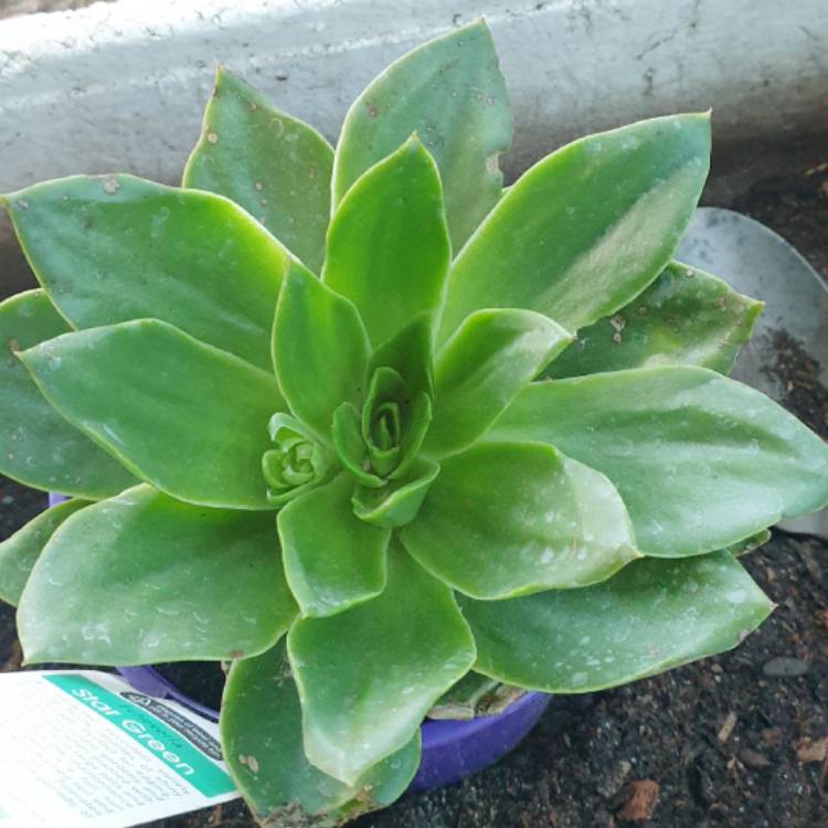 Plant image Echeveria Star Green