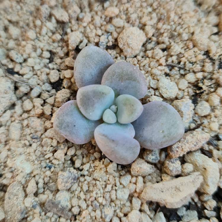 Plant image Graptopetalum Ellen