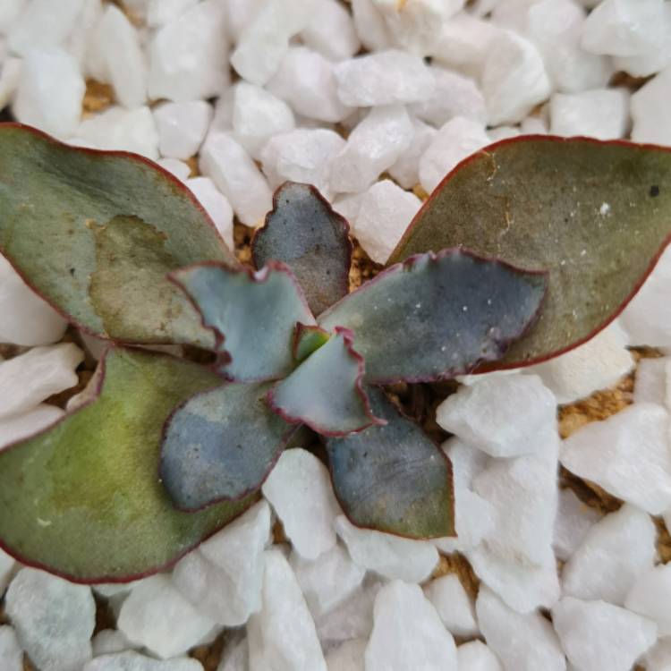 Plant image Echeveria rubromarginata