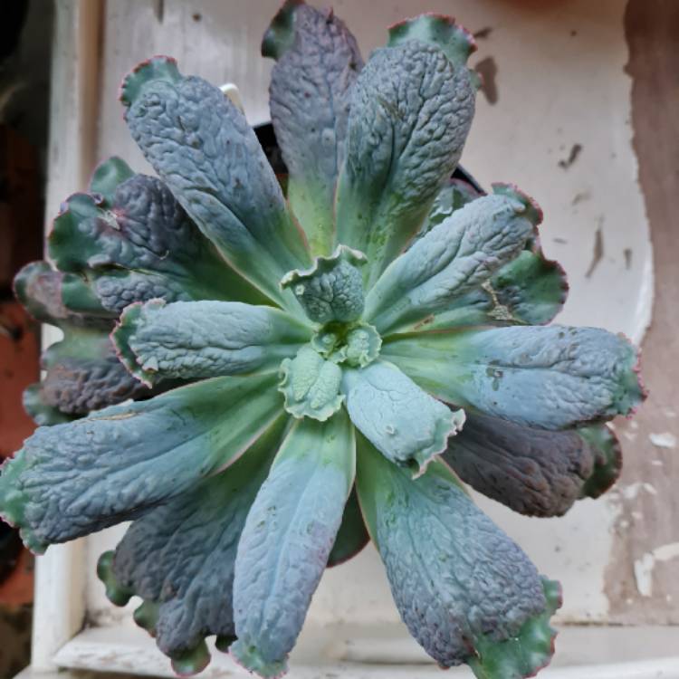 Plant image Echeveria Linguas