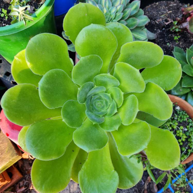 Plant image Aeonium Cuneatum