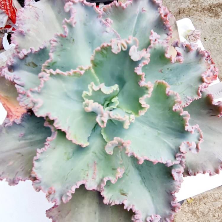 Plant image Echeveria Chantilly