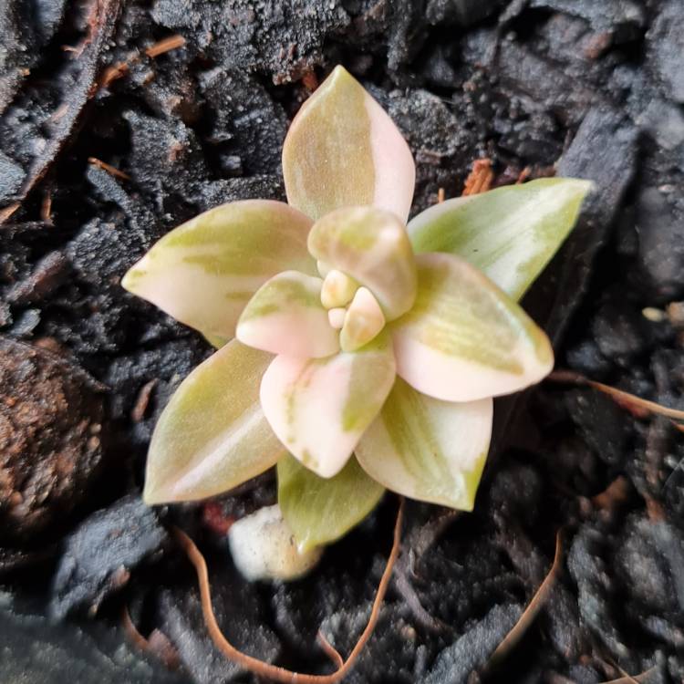 Plant image Sedum Pat's Pink Variegata