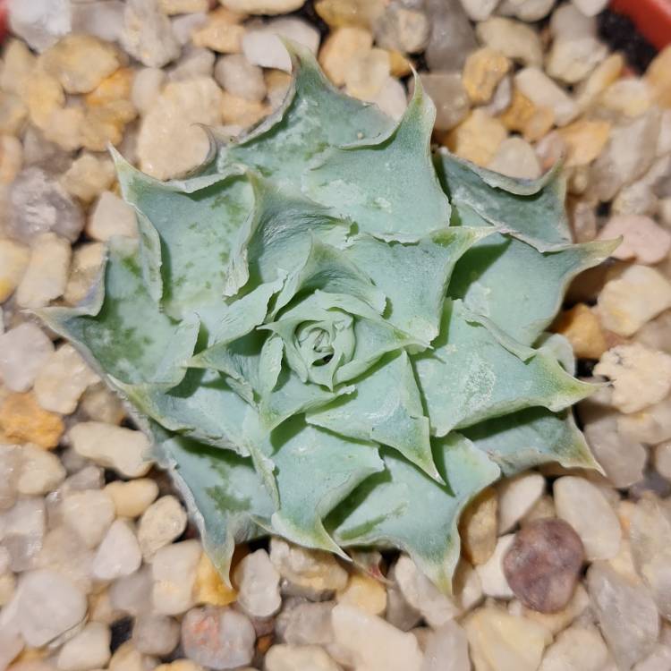 Plant image Echeveria Simulans Ascension