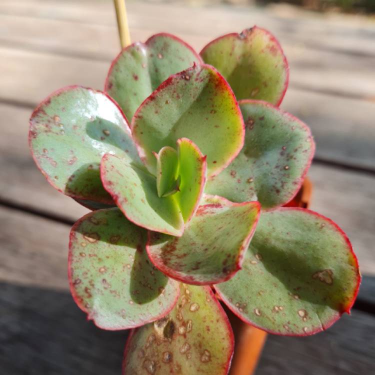 Plant image Echeveria Kissing