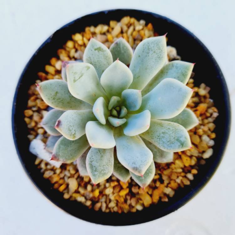 Plant image Echeveria Violet Magic