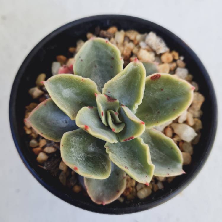 Plant image Echeveria Rainbow Sunset