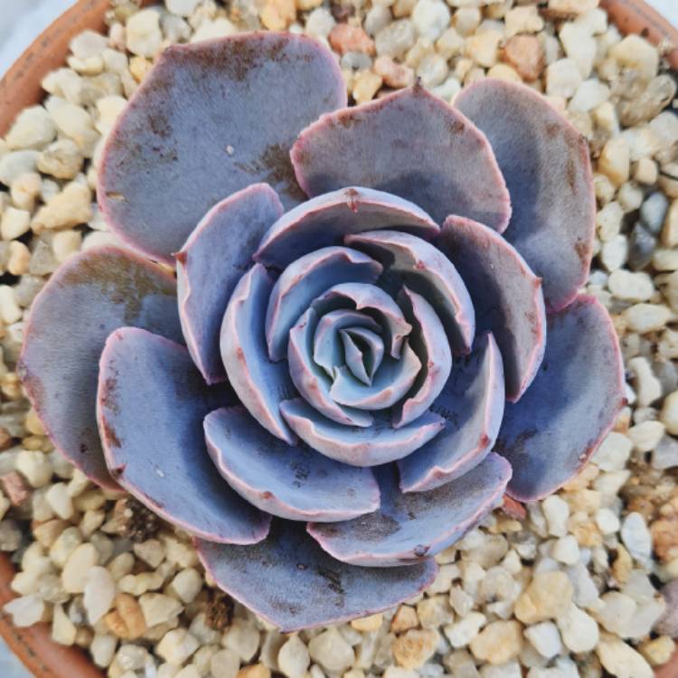 Plant image Echeveria Pinky