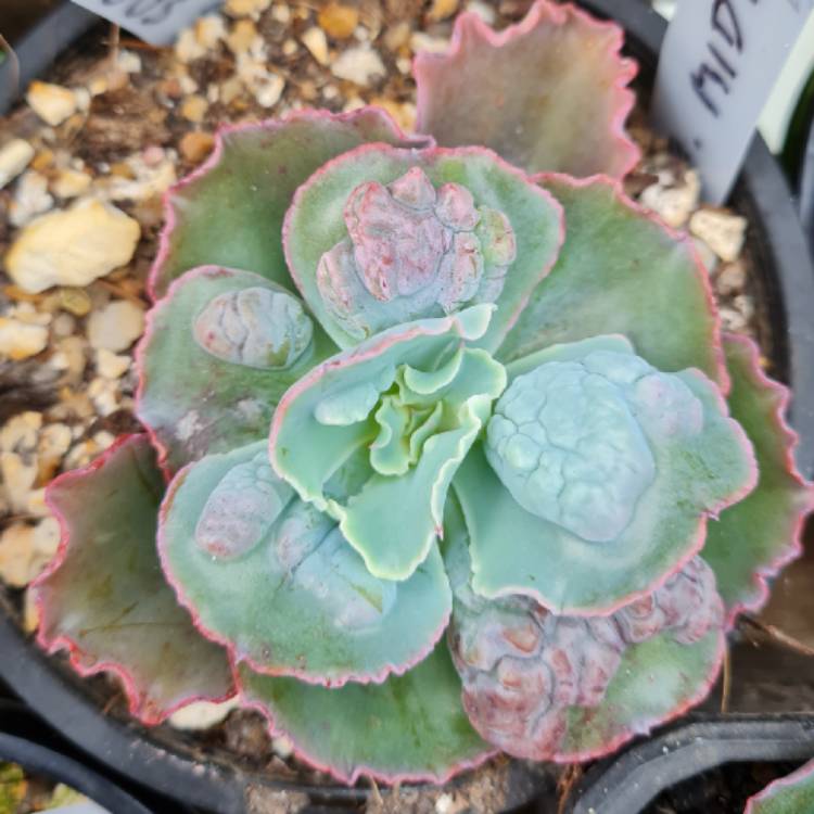 Plant image Echeveria Midway