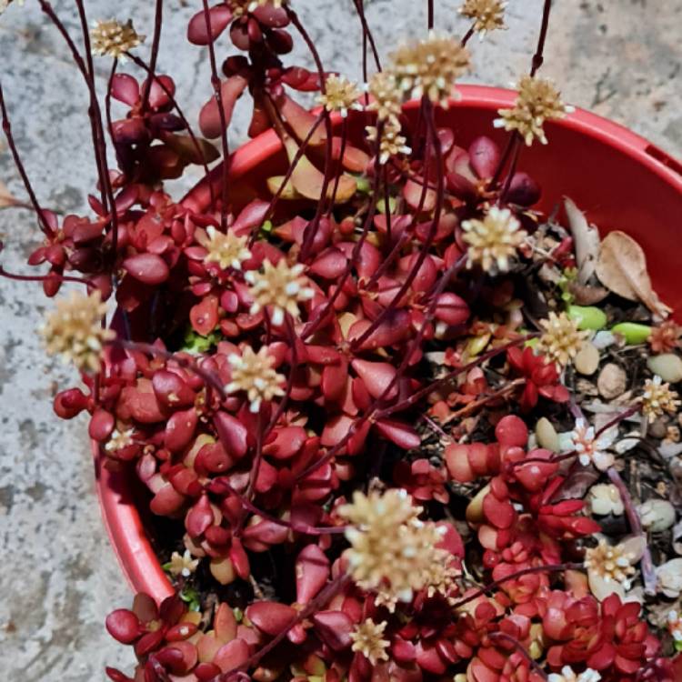 Plant image Crassula pubescens subsp. radicans 'Red Carpet'