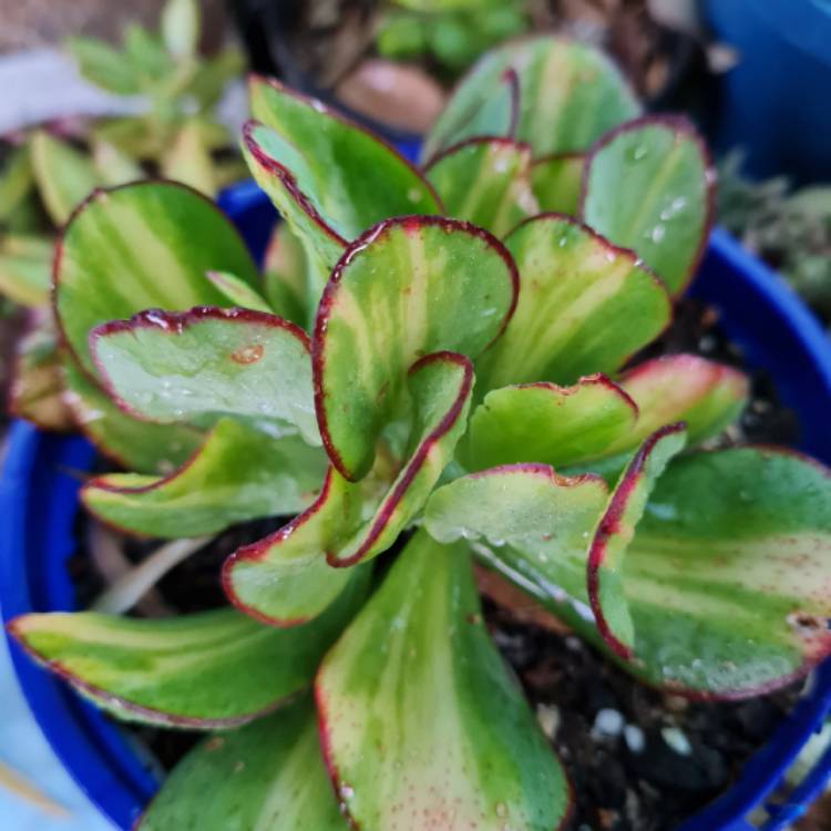 Plant image Crassula arborescens subsp. undulatafolia 'Bluebird Varigata'