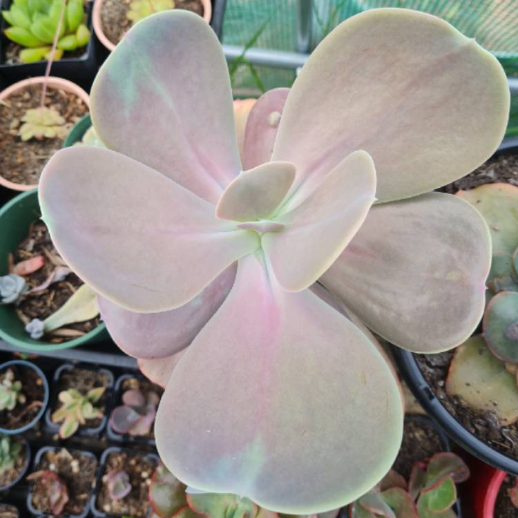 Plant image Echeveria Gibbiflora x Caronculata