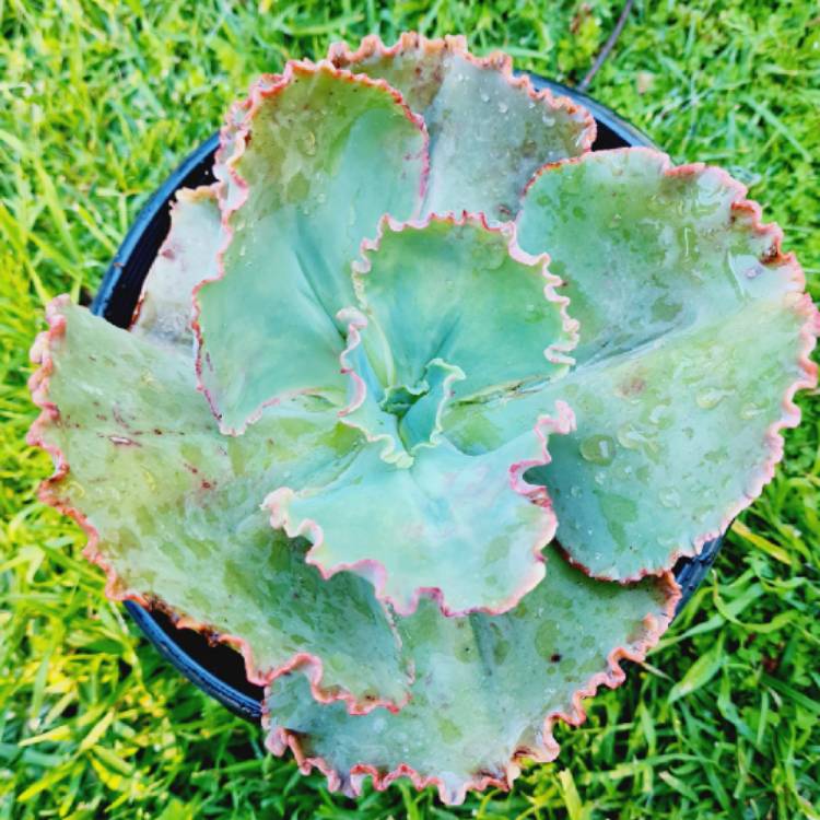 Plant image Echeveria Crinoline