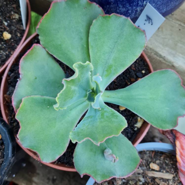 Plant image Echeveria Bumps