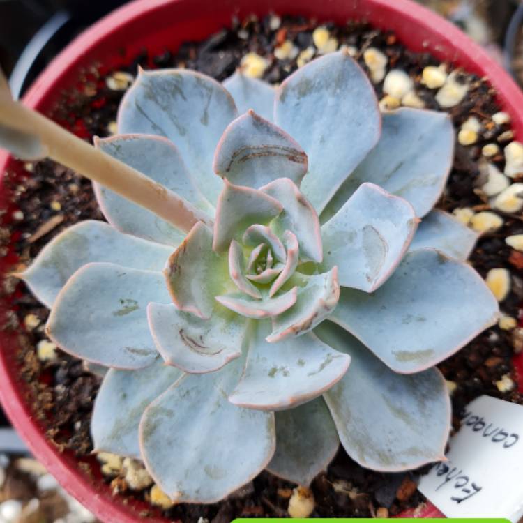 Plant image Echeveria Canadian