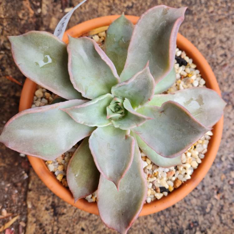 Plant image Echeveria Madiba