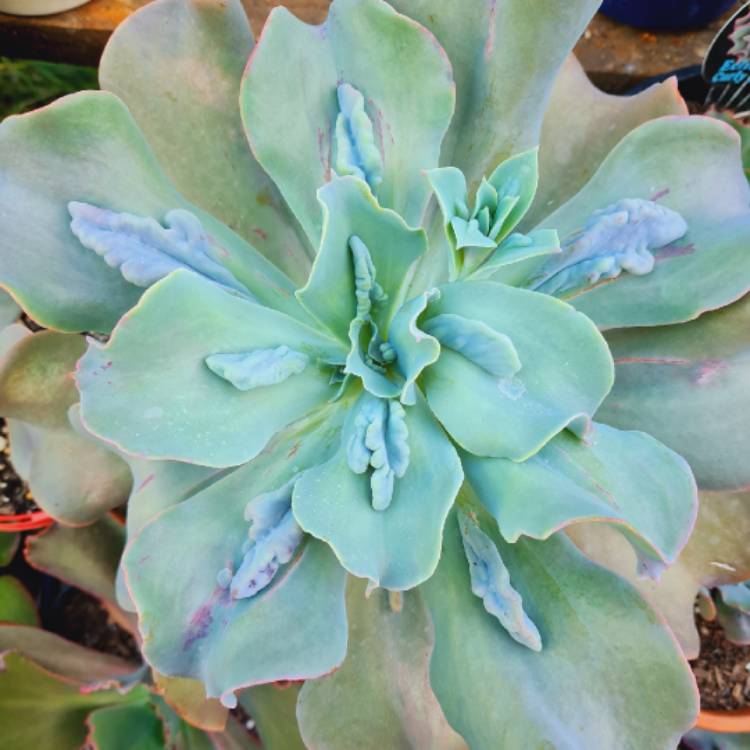 Plant image Echeveria Embossed Gem